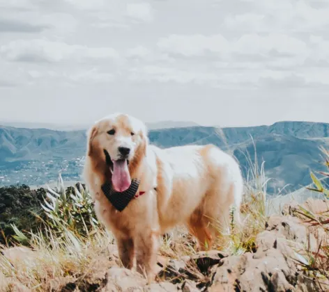 Dog on cliff with mountains